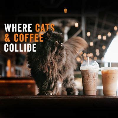 Whiskers and soda - Whiskers and Soda Cat Cafe will open at 10320 Garland Road, Dallas, inside the same building as Griffin Rock Cat Retreat. (Cecilia Lenzen/Community Impact) …